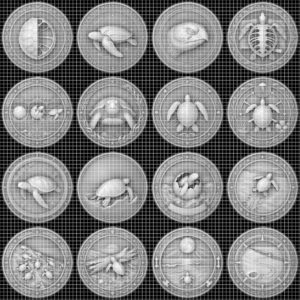 Sea Turtle 3D Relief PNG, Coin Engraving Files, Vintage Naturalist Art